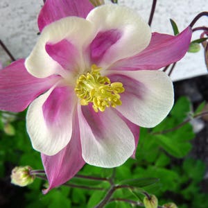 Heirloom Columbine Seeds