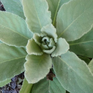 Mullein//Verbascum thapsus seeds image 3