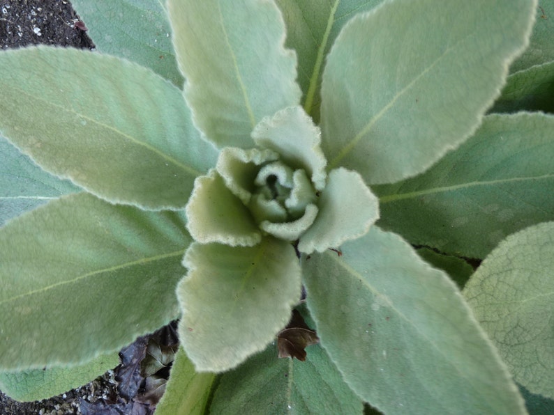 Mullein//Verbascum thapsus seeds image 3