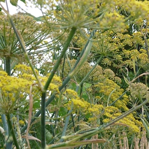 Bronze Fennel Seeds // Foeniculum vulgare