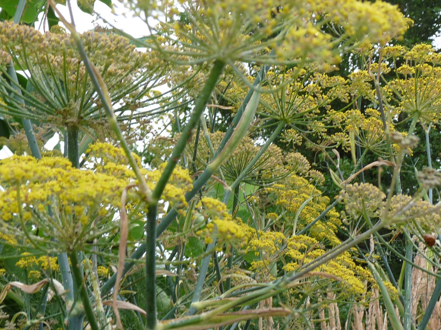 Bronze Fennel Seeds // Foeniculum Vulgare Etsy