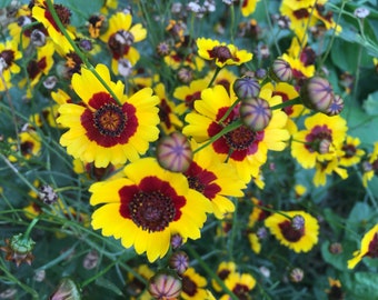 Coreopsis, Dyer's // Seeds