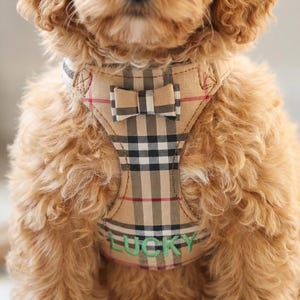 May include: A tan and black plaid dog harness with a small bow and the word "LUCKY" embroidered in green. The harness is on a fluffy, light brown dog.