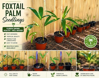 Foxtail Palms 2 trees (Wodyetia bifurcata) each 1+ ft | Live Tropical Palm Tree | Florida Grown | Ready to Plant