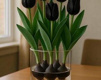 Bulbi di tulipano "Regina della Notte" pre-refrigerati per forzatura in interni e piantagione in esterni