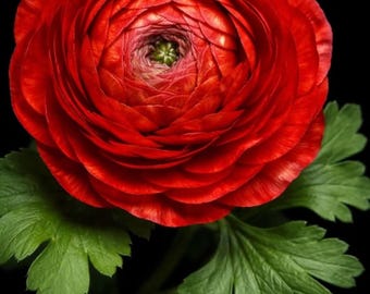 Bulbos de Ranúnculo Aviv Rojo - Ranúnculo Persa, Floración Perenne de Larga Duración en el Jardín