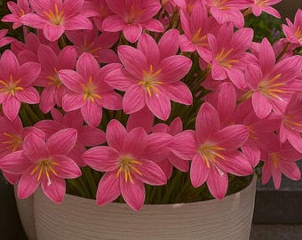 Bulbos de lirio de lluvia rosa - Zephyranthes Grandiflora, flores perennes de fácil cultivo.