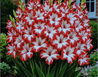 Bulbes de glaïeuls rouges et blancs - Plante de jardin de lys épée à grande floraison spectaculaire