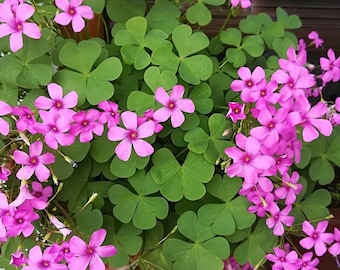 Bulbos de trébol Oxalis Live Lucky Planta de interior y exterior