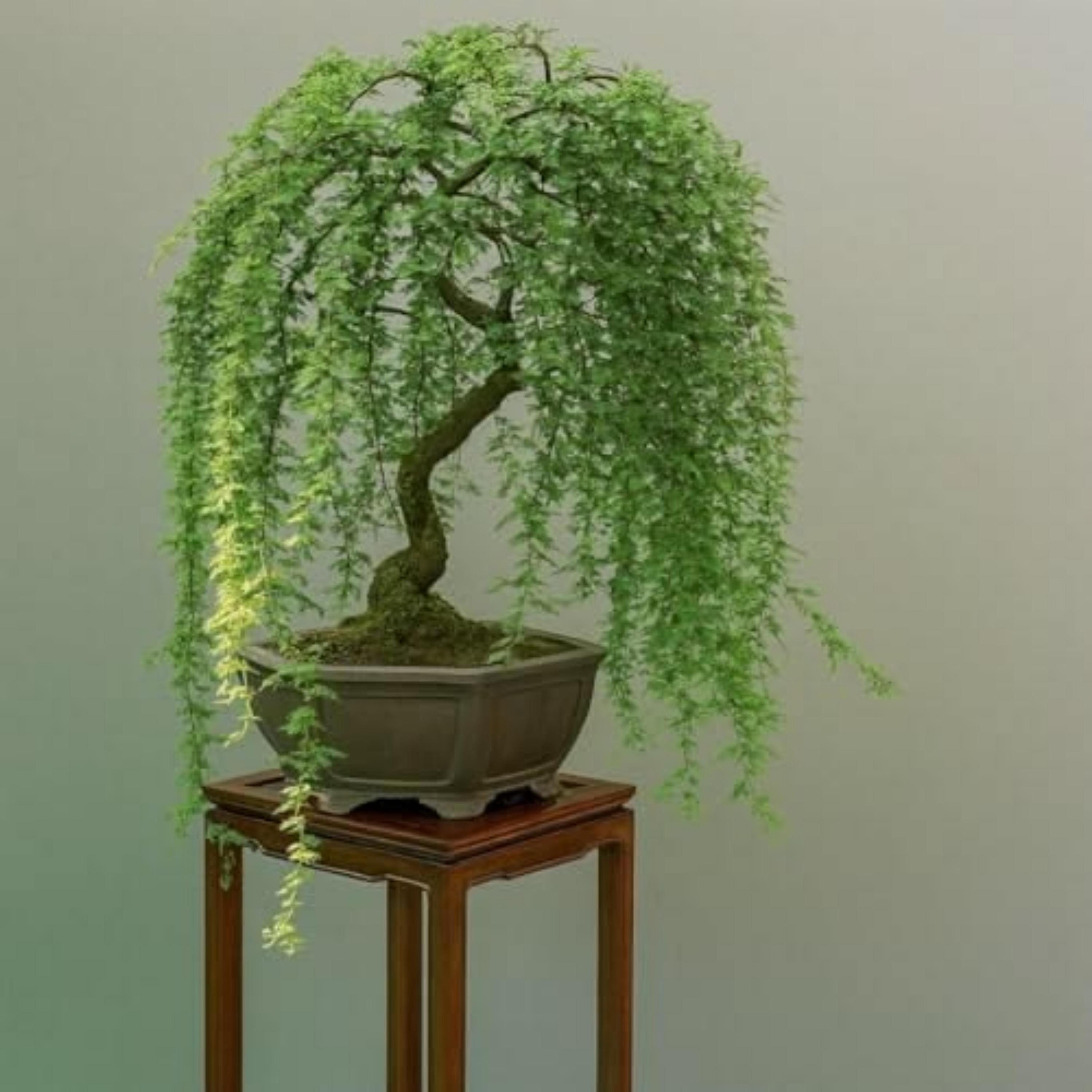 Weide bonsai - Etsy sterreich