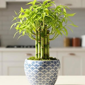 bonsai urweltmammutbaum Metasequoia main image 0
