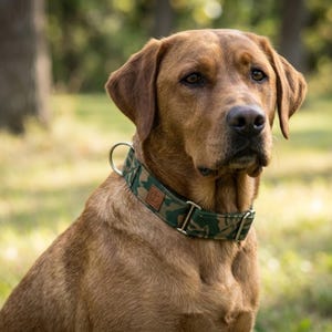 May include: A brown dog wearing a green and brown camouflage pattern collar with a silver metal ring. The dog is outdoors with a blurred green background.