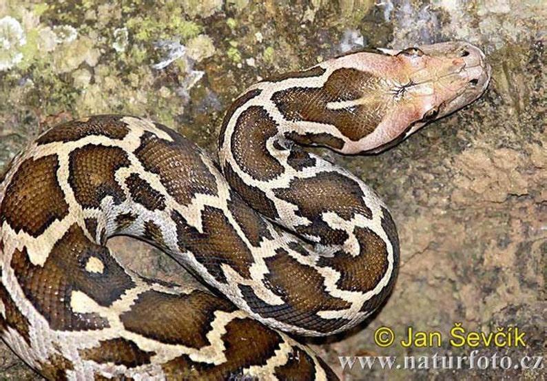 May include: A close-up of a reticulated python snake with brown and white markings. The snake is coiled on a rocky surface.