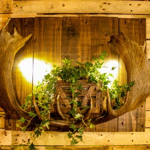 May include: A wall-mounted display featuring two large brown antlers framing a central wooden crate planter. The crate contains a green ivy plant and is illuminated by two warm yellow lights positioned behind the antlers on a dark wood panel.