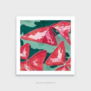 False Shamrock Square Art Print: 300mm / 600mm Oxalis triangularis, botanical, house plant image 2