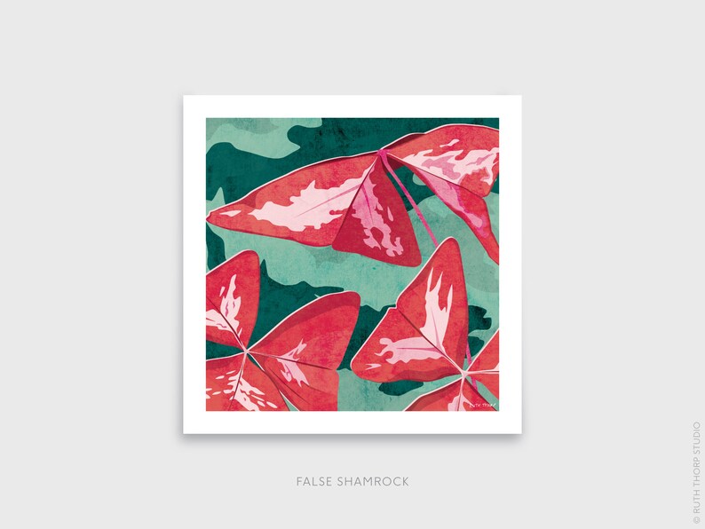 False Shamrock Square Art Print: 300mm / 600mm Oxalis triangularis, botanical, house plant image 2