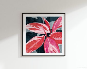 Stromanthe Triostar | Stromanthe sanguinea Botanical Square Art Print: 300mm / 600mm