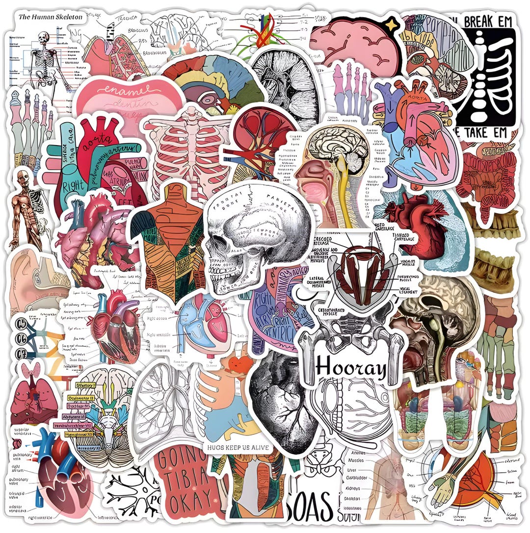Skeleton Sticker Medical 50pcs Human Anatomy Sticker Pack – Medical Student Gift, Human Organ ...