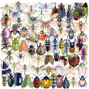 Könnte beinhalten: Eine lebendige Collage verschiedener Insekten, darunter Käfer, Schmetterlinge und Libellen, in einer Vielzahl von Farben. Die Insekten sind in einem Raster angeordnet, das ihre vielfältigen Formen und Muster zeigt. Das Bild ist eine detaillierte Illustration von entomologischen Exemplaren.