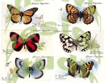 Silkie Images #2 - Butterflies