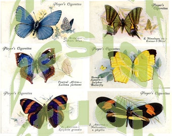 Silkie Images #6 - Butterflies