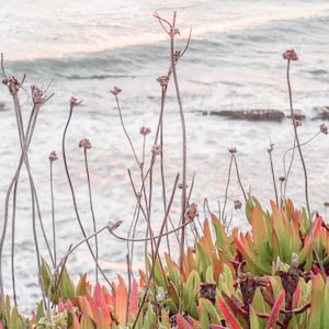 Seaside Succulents - Etsy