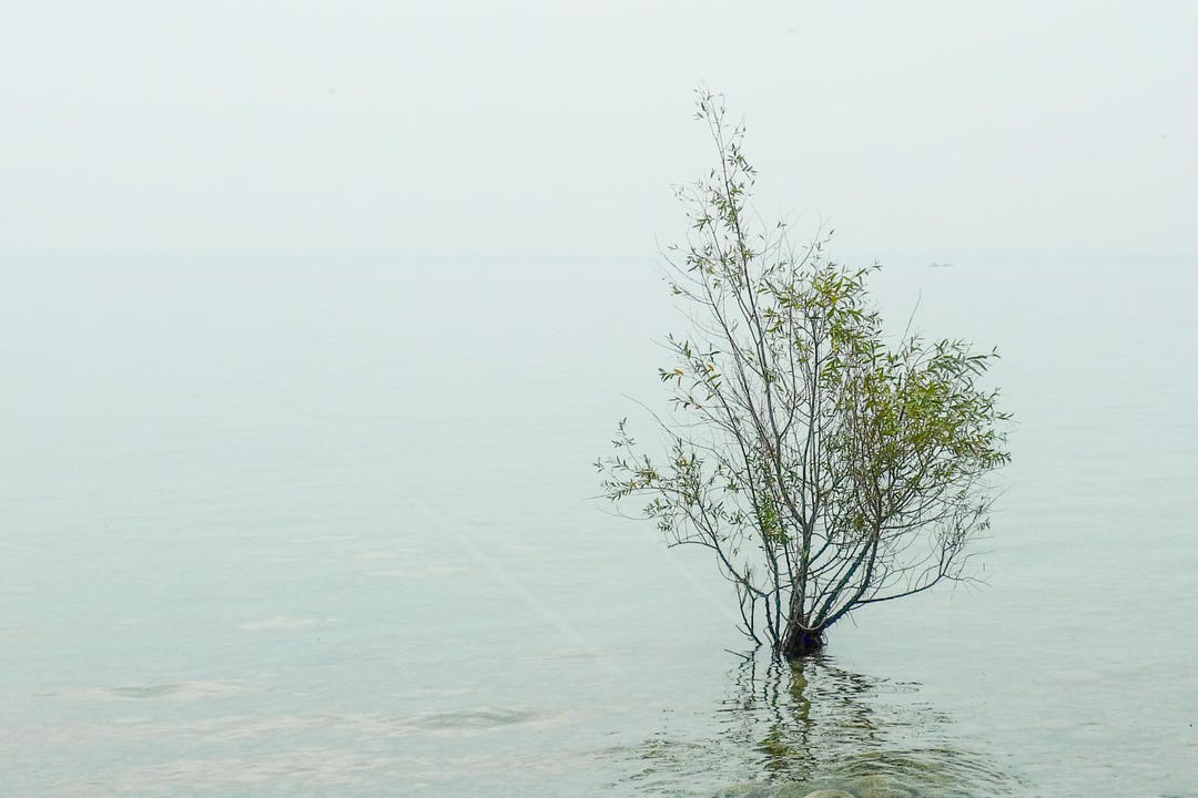 Lone Tree in Water Print, Minimalist Nature Photography Misty Landscape ...