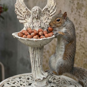 May include: A gray squirrel eating a hazelnut from a white, angel-shaped bird bath filled with hazelnuts. The bird bath is on a white, ornate table. The angel statue has detailed wings and a serene expression.