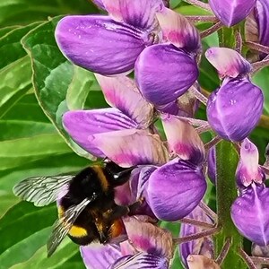 Può includere: Primo piano di un vibrante fiore di lupino viola con un calabrone. I petali del fiore hanno una delicata consistenza a strati con sfumature di rosa. L'ape è nera e gialla, che raccoglie il nettare. Foglie verdi sullo sfondo.