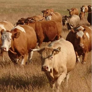 Puede incluir: Un rebaño de ganado pastando en un campo de hierba seca. Las vacas son de color marrón y beige, algunas con marcas blancas. La escena se desarrolla bajo un cielo brumoso, sugiriendo un día cálido.