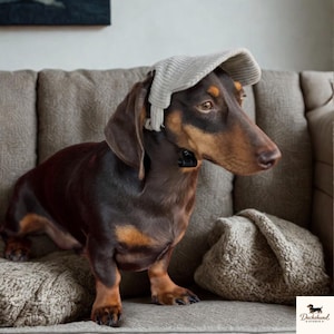 Puede incluir: Un perro salchicha marrón y canela con una visera gris claro, sentado en un sofá gris. El perro está mirando hacia un lado. Una almohada de punto gris está al lado del perro. El logotipo de Dachshund Studio está en la esquina inferior derecha.