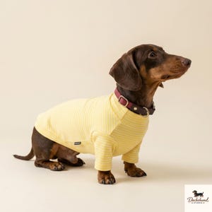 K&ouml;nnte beinhalten: Ein kurzhaariger Dackel mit braun-schwarzem Fell tr&auml;gt ein hellgelb-wei&szlig; gestreiftes Langarmshirt und ein dunkelrotes Halsband. Der Hund steht im Profil nach rechts gewandt, wobei ein kleines schwarzes Etikett an der Seite des Shirts sichtbar ist.
