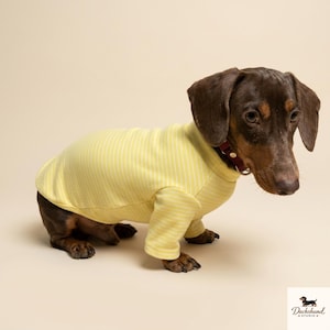 K&ouml;nnte beinhalten: Ein kurzhaariger braun-schwarzer Dackel tr&auml;gt ein lang&auml;rmeliges gelbes Shirt mit d&uuml;nnen wei&szlig;en vertikalen Streifen. Der Hund hat ein dunkelrotes Halsband um den Hals. In der unteren rechten Ecke befindet sich ein Logo mit einem Dackel und dem Text Dachshund STUDIO.
