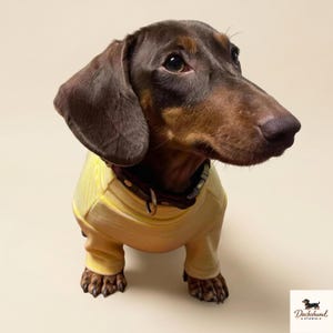 K&ouml;nnte beinhalten: Ein kurzhaariger Dackel mit braun-schwarzem Fell tr&auml;gt ein lang&auml;rmeliges, blassgelbes Shirt mit d&uuml;nnen wei&szlig;en Streifen. Der Hund hat ein dunkelbraunes Lederhalsband mit Metallschnalle und D-Ring. Der Text Dachshund Studio ist zu sehen.