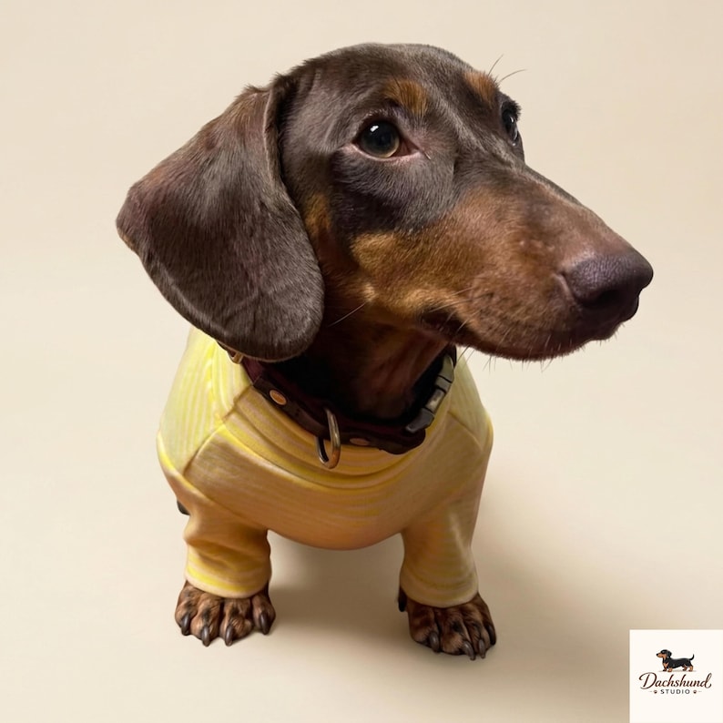 K&ouml;nnte beinhalten: Ein kurzhaariger Dackel mit braun-schwarzem Fell tr&auml;gt ein lang&auml;rmeliges, blassgelbes Shirt mit d&uuml;nnen wei&szlig;en Streifen. Der Hund hat ein dunkelbraunes Lederhalsband mit Metallschnalle und D-Ring. Der Text Dachshund Studio ist zu sehen.
