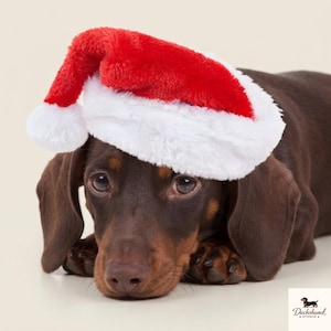 May include: A chocolate brown dachshund dog wearing a plush red and white Santa hat. The dog has long, floppy ears and dark eyes. In the bottom right corner, there is a small logo featuring a dachshund silhouette and the text Dachshund STUDIO.