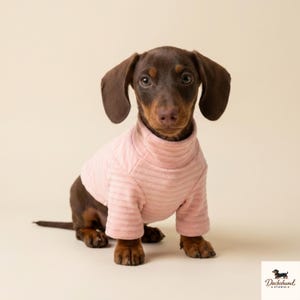K&ouml;nnte beinhalten: Ein braun-schwarzer Dackel, der einen hellrosa, lang&auml;rmeligen Rollkragenpullover mit Rippenstruktur tr&auml;gt. Der Hund sitzt und schaut nach vorne. In der unteren rechten Ecke befindet sich ein kleines Logo mit einem Dackel-Symbol und dem Text Dachshund STUDIO.