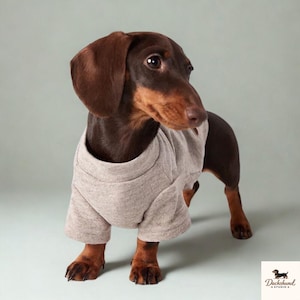 Puede incluir: Un perro salchicha marrón con una camiseta gris claro. El perro tiene pelaje marrón y orejas caídas. La camiseta tiene mangas cortas y cuello redondo. El perro está de pie sobre un fondo verde claro. El logotipo de Dachshund Studio está en la esquina inferior derecha.
