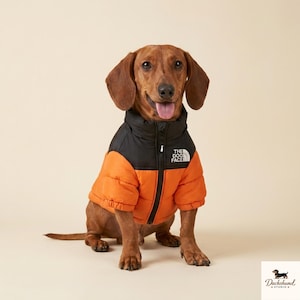 Puede incluir: Un perro salchicha marrón lleva puesta una chaqueta acolchada con una sección superior negra y una sección inferior naranja. La prenda cuenta con cuello alto, cremallera frontal y el texto blanco THE DOG FACE impreso en el pecho izquierdo.