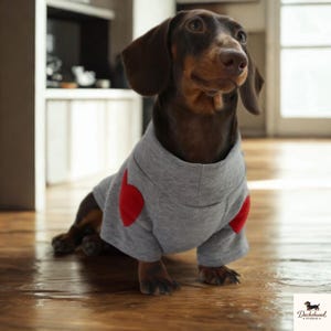 Può includere: Un bassotto marrone e marrone chiaro indossa una felpa con cappuccio grigia con due toppe rosse a forma di cuore. Il cane è seduto su un pavimento di legno, guardando verso destra. Il logo Dachshund Studio è in basso a destra.