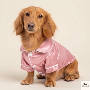 Puede incluir: Un perro salchicha de pelo largo con pelaje marrón dorado lleva una camisa de pijama de satén rosa polvoriento. La camisa presenta un cuello clásico, ribetes blancos en los bordes y tres botones blancos en la parte delantera. El texto Dachshund Studio es visible.