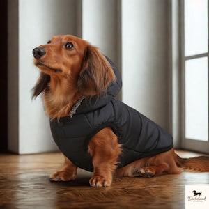 Puede incluir: Un perro salchicha de pelo largo marrón con una chaqueta acolchada negra con capucha y cierre de botón. El perro está sentado en un suelo de madera. El logotipo de Dachshund Studio está en la esquina inferior derecha.