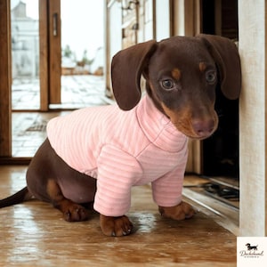 Op de afbeelding: Een bruine teckel puppy draagt een lichtroze, geribbelde coltrui. De hond zit op een houten vloer, leunend tegen een houten deurkozijn. Het Dachshund Studio-logo staat in de rechter benedenhoek.