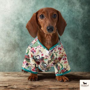 Puede incluir: Un perro salchicha marrón con una camisa abotonada con un colorido estampado floral y de pájaros. La camisa tiene ribetes turquesa y cierre de botones blancos. El perro está sentado sobre una superficie de madera sobre un fondo turquesa.