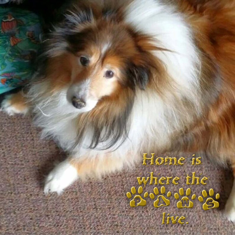 May include: A brown and white long-haired dog with the text "Home is where the paws live." printed on the ground in front of it.