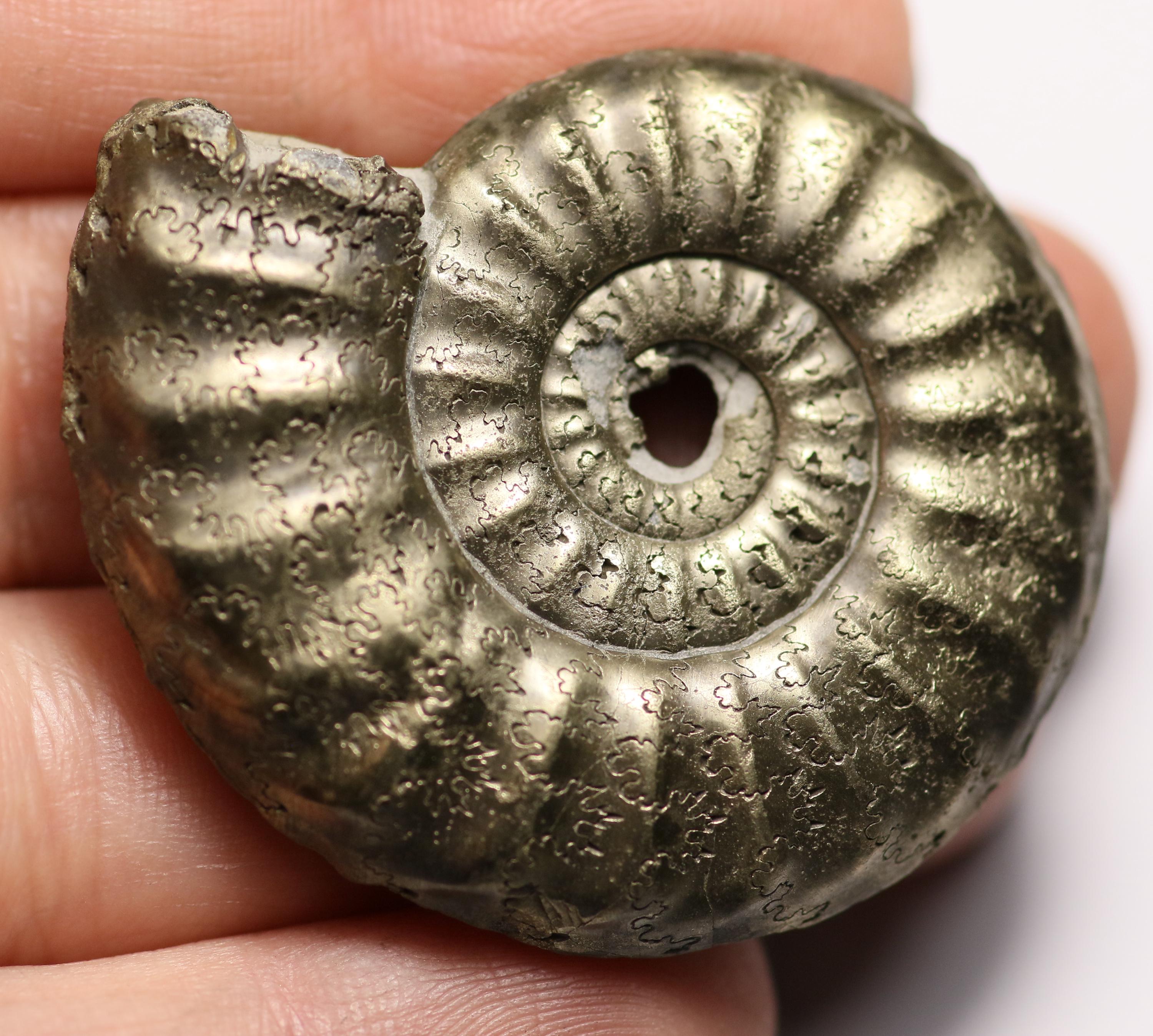 アンモナイト 黄鉄鉱 化石 ジュラ紀 ロシア産 49mm