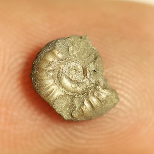 7 mm Promicroceras  pyrite ammonite fossil found on the Jurassic coast  0091
