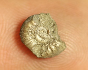7 mm Promicroceras  pyrite ammonite fossil found on the Jurassic coast  0091