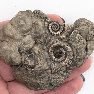 May include: A fossilized rock with two visible ammonite fossils. The rock has a rough, textured surface with a mix of gray and metallic gold colors. The ammonite fossils are spiral-shaped and stand out against the rock's surface.