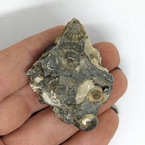 Könnte beinhalten: Ein versteinertes Gesteinsfragment mit zahlreichen eingebetteten Ammonitenfossilien. Das Gestein hat eine dunkelgraue Matrix mit tanfarbenen und cremefarbenen Fossilschalen. Die Spiralformen der Ammoniten sind deutlich sichtbar und zeigen die Details.